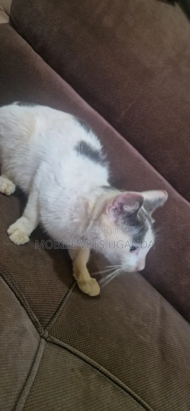 6-12 months Male Purebred Exotic