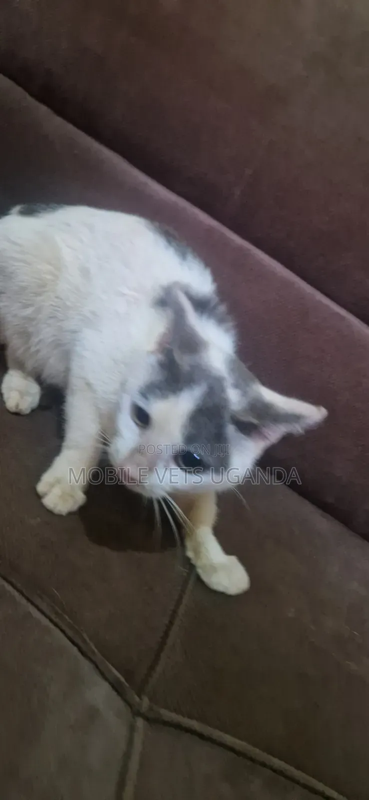 1-3 months Female Purebred American Curl