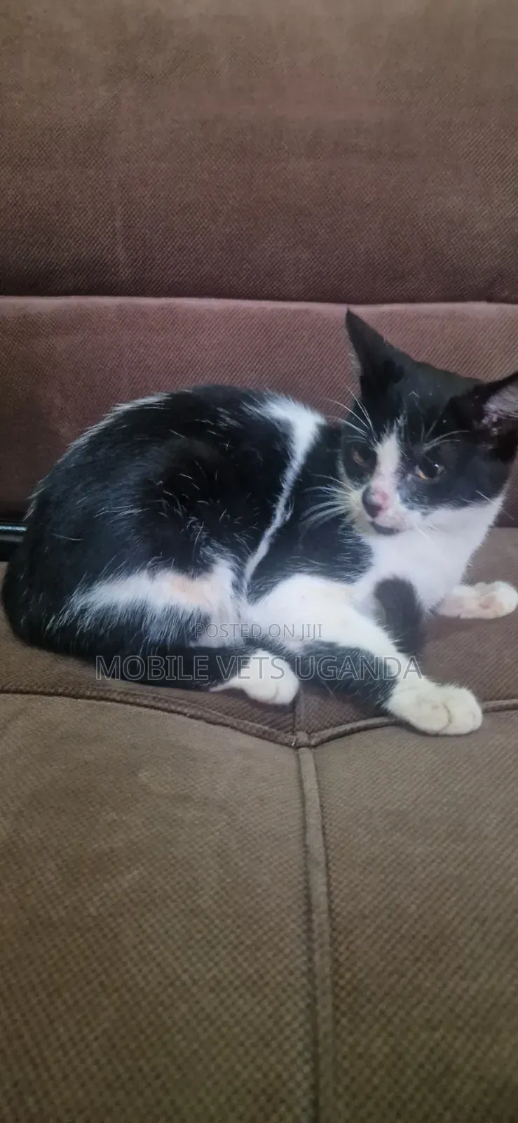 1-3 months Female Purebred American Shorthair