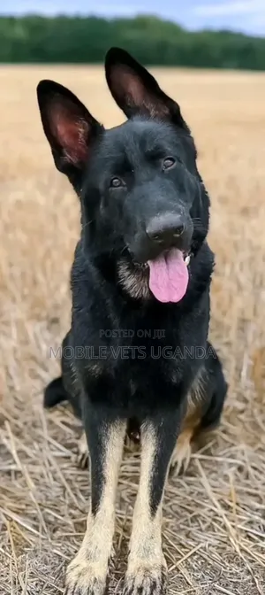 3-6 months Male Purebred German Shepherd
