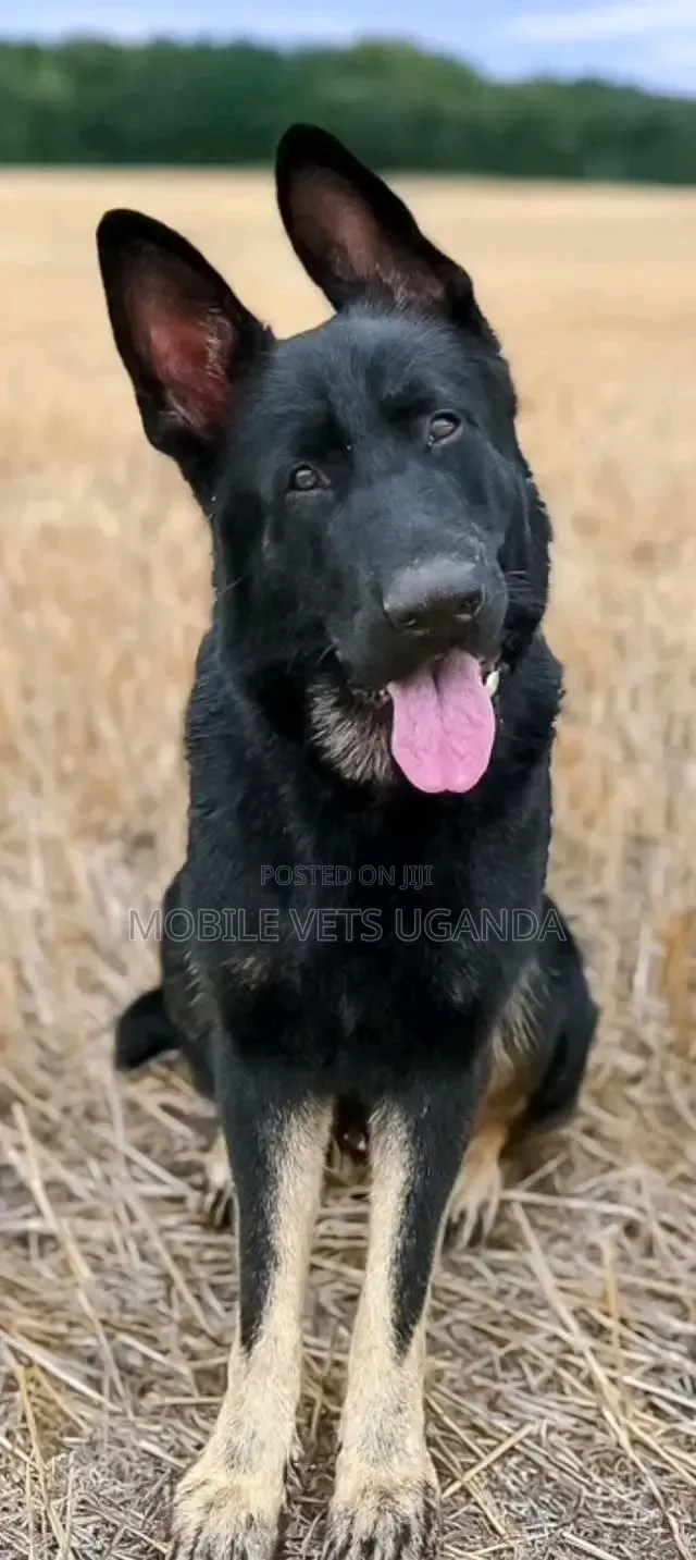 3-6 months Male Purebred German Shepherd