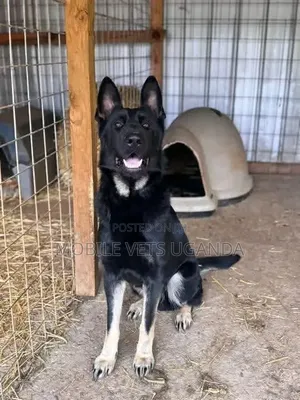 6-12 months Female Purebred German Shepherd