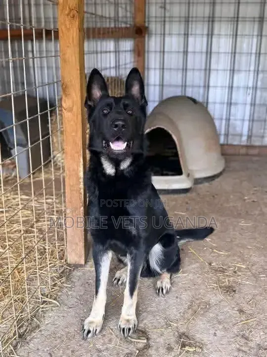 6-12 months Female Purebred German Shepherd