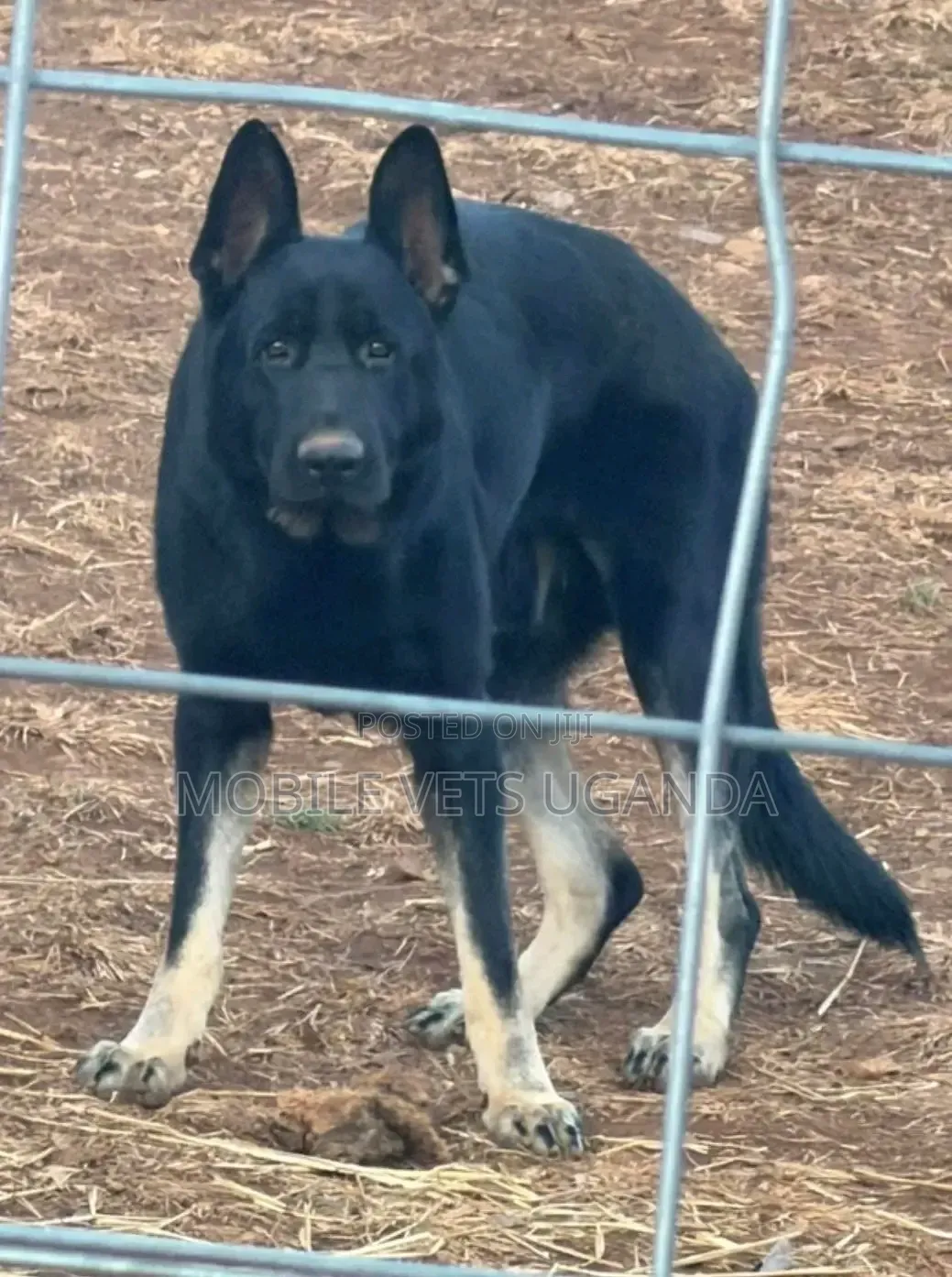 6-12 months Male Purebred German Shepherd
