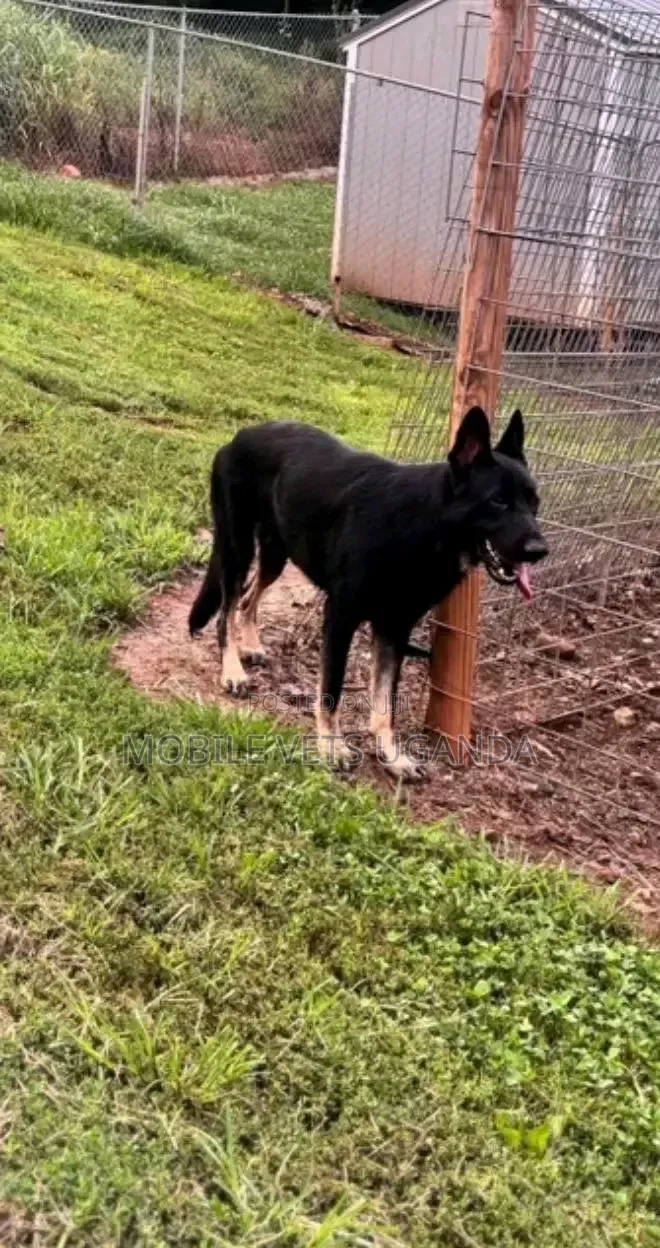 3-6 months Female Purebred German Shepherd