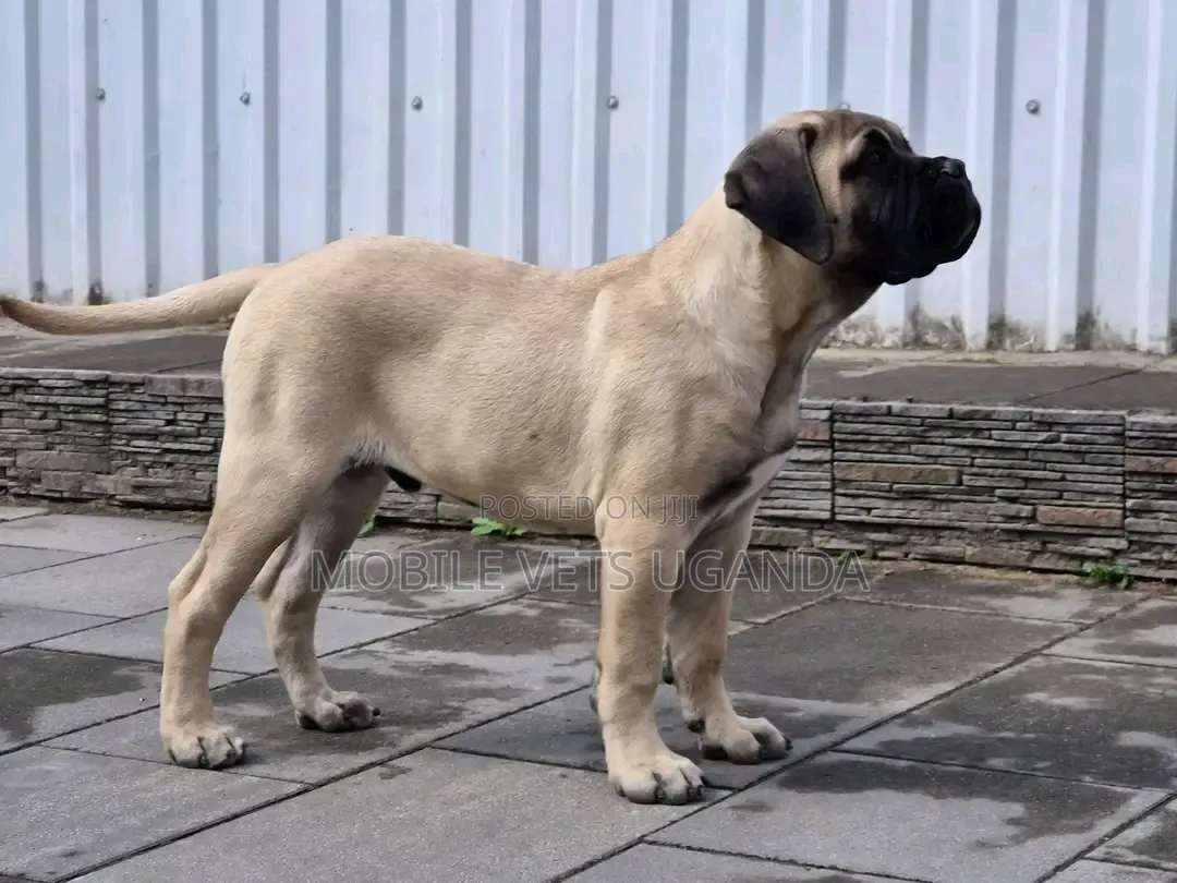 1-3 months Female Purebred German Shepherd