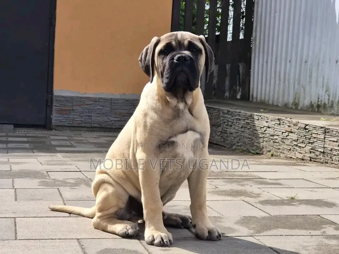 1-3 months Female Purebred Boerboel