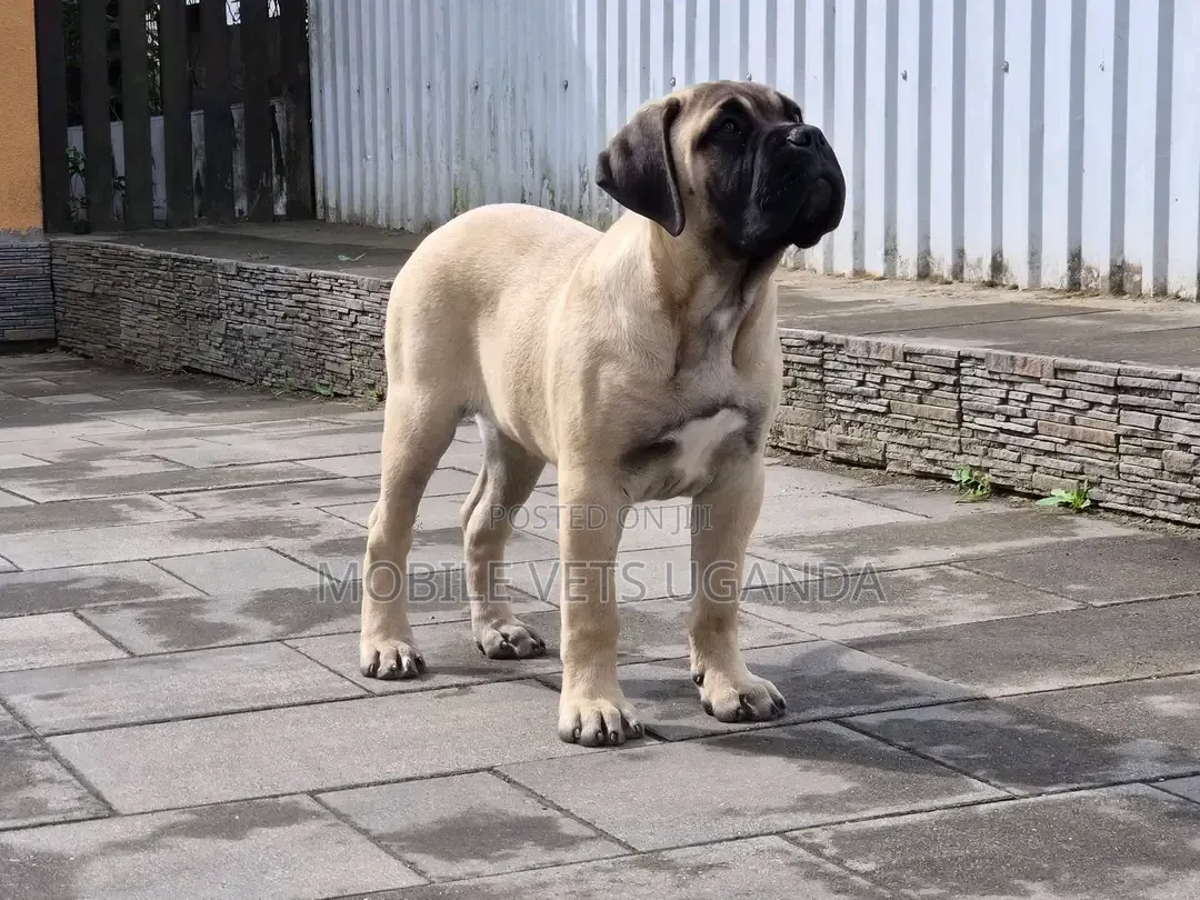 1-3 months Male Purebred Boerboel