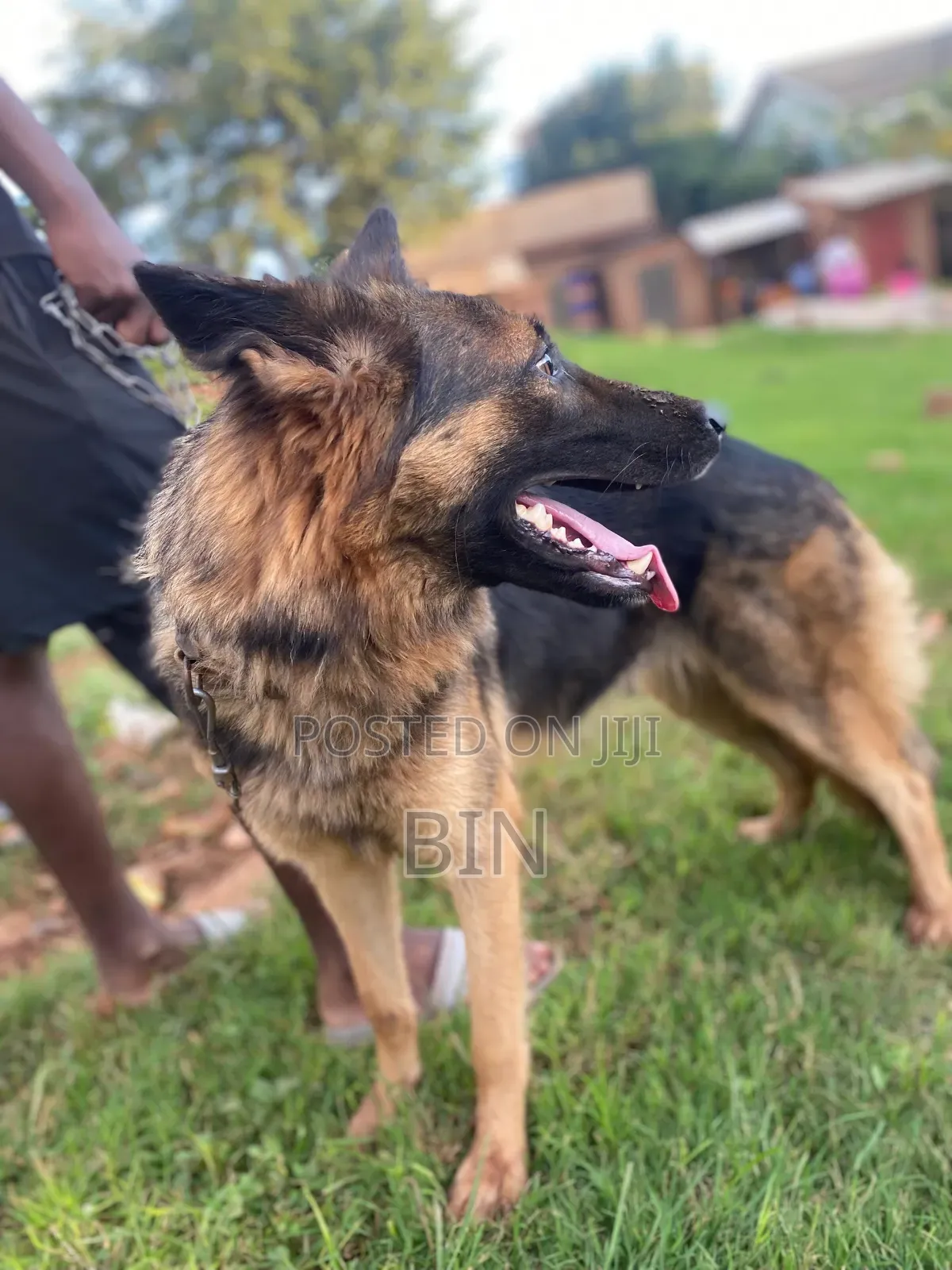6-12 months Female Purebred German Shepherd