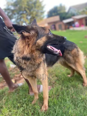 6-12 months Female Purebred German Shepherd