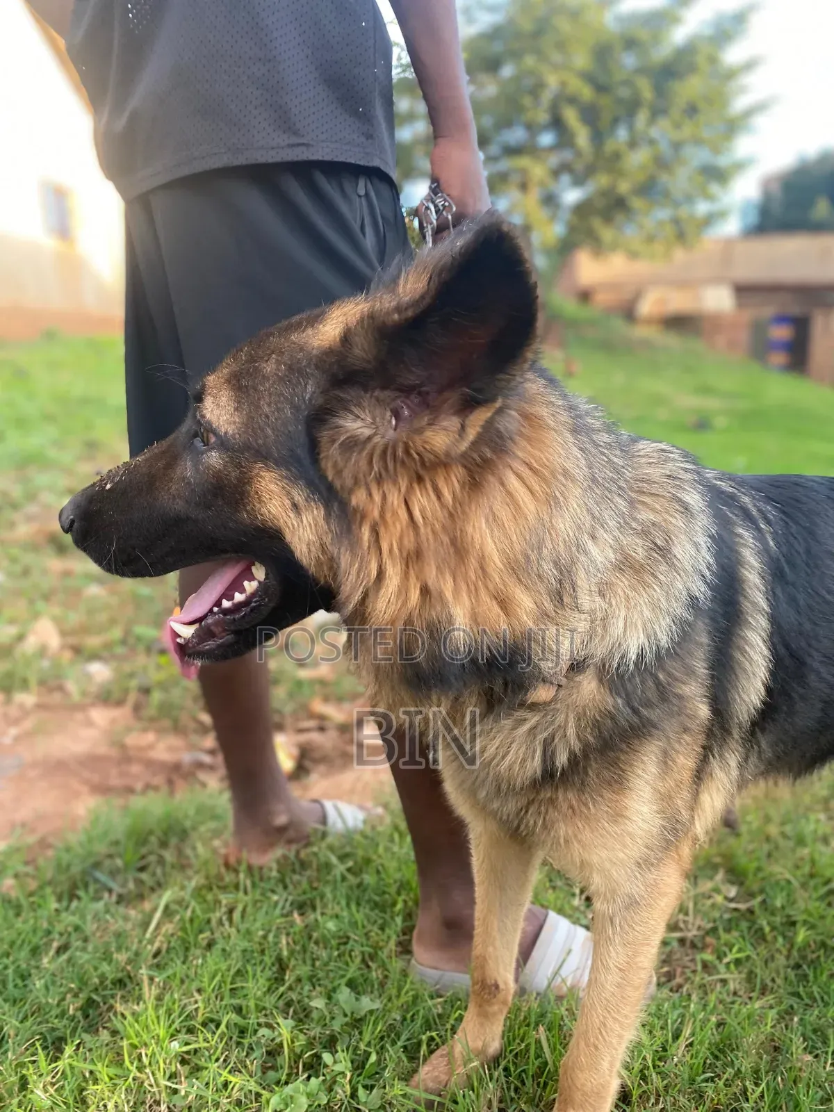 6-12 months Female Purebred German Shepherd
