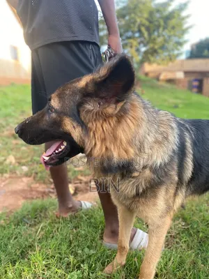 6-12 months Female Purebred German Shepherd