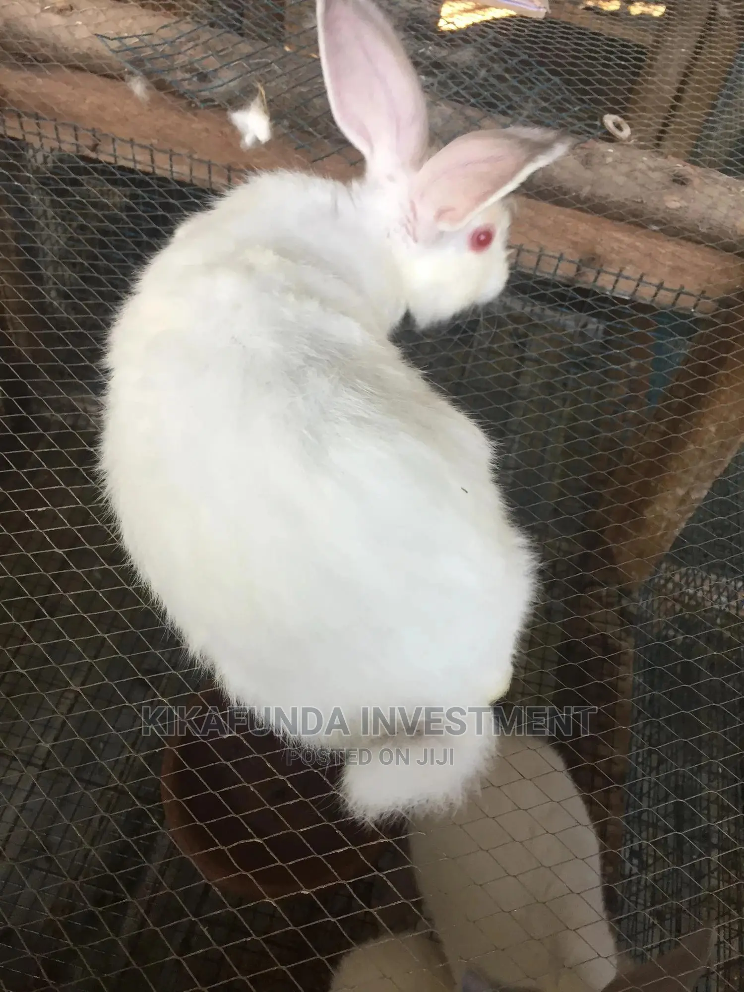 Exotic Newzealand White Rabbits