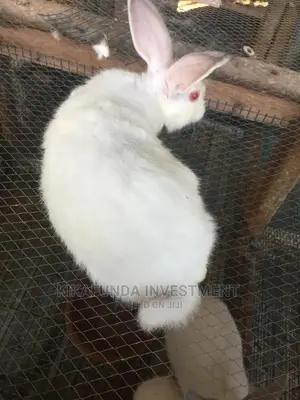 Exotic Newzealand White Rabbits