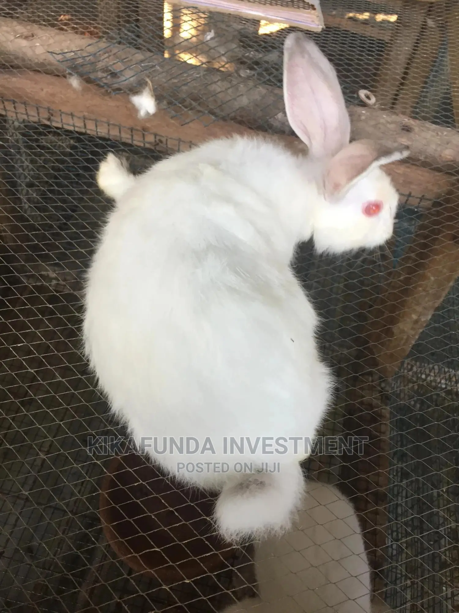 Exotic Newzealand White Rabbits