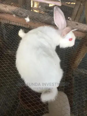 Exotic Newzealand White Rabbits