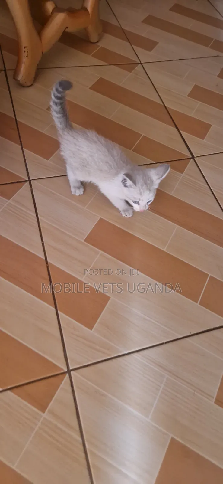 1-3 months Male Purebred Bengal