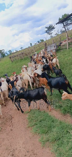 Big Goats Affordable Prices