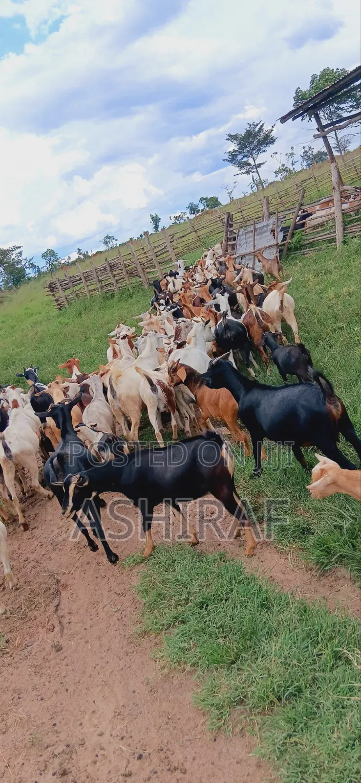 Big Goats Affordable Prices