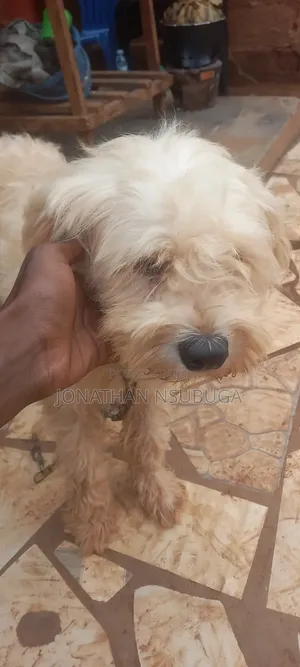 1+ year Male Purebred Maltese