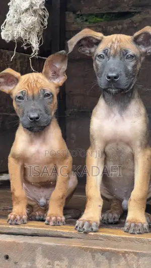 1-3 months Male Mixed Breed Belgian Malinois
