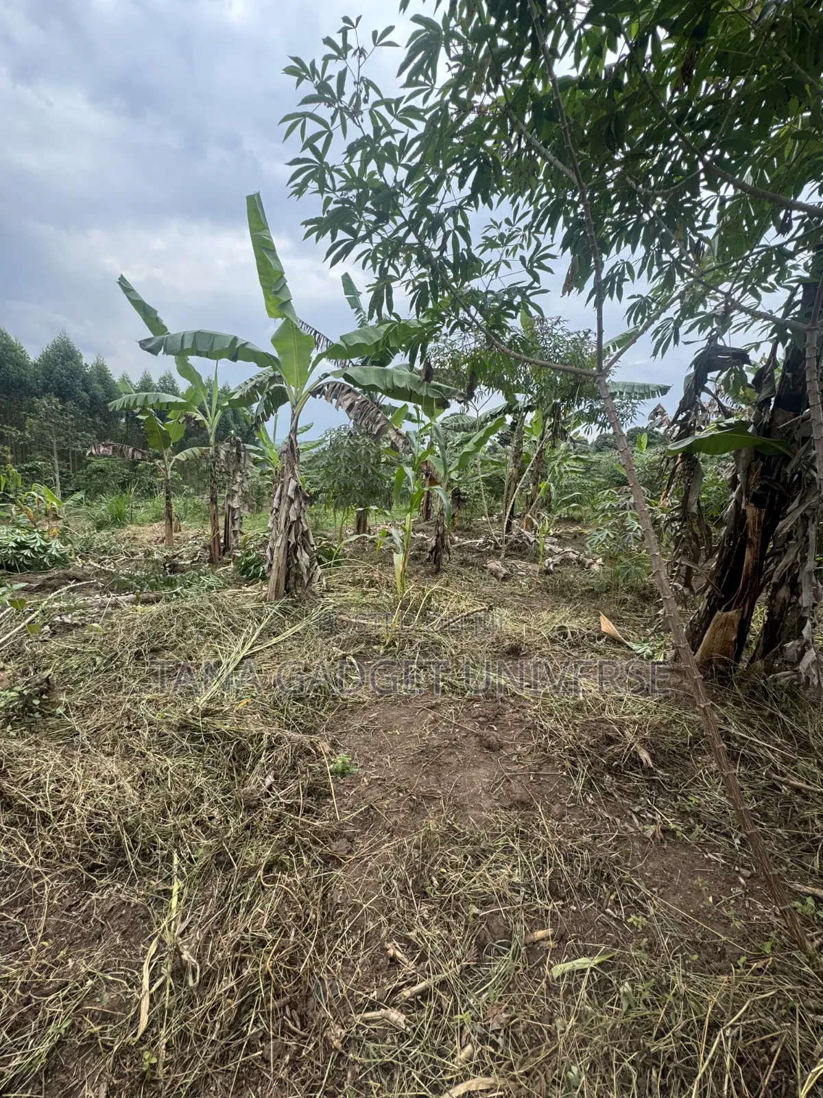Land for Sale in Katende