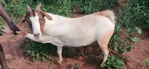 Healthy Mixed Breed Goats -Breeding Meat Purpose