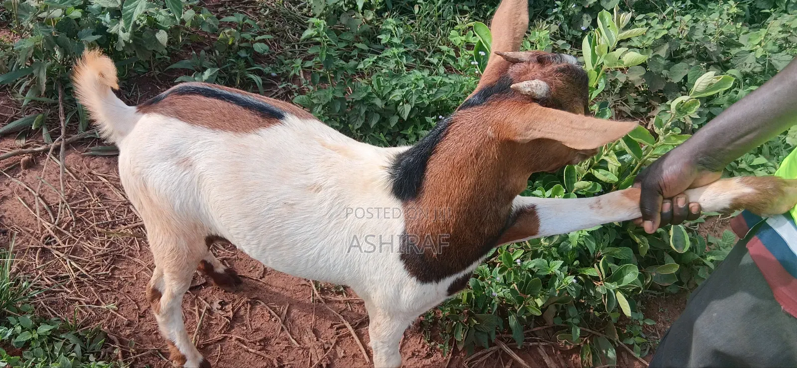Healthy Mixed Breed Goats -Breeding Meat Purpose
