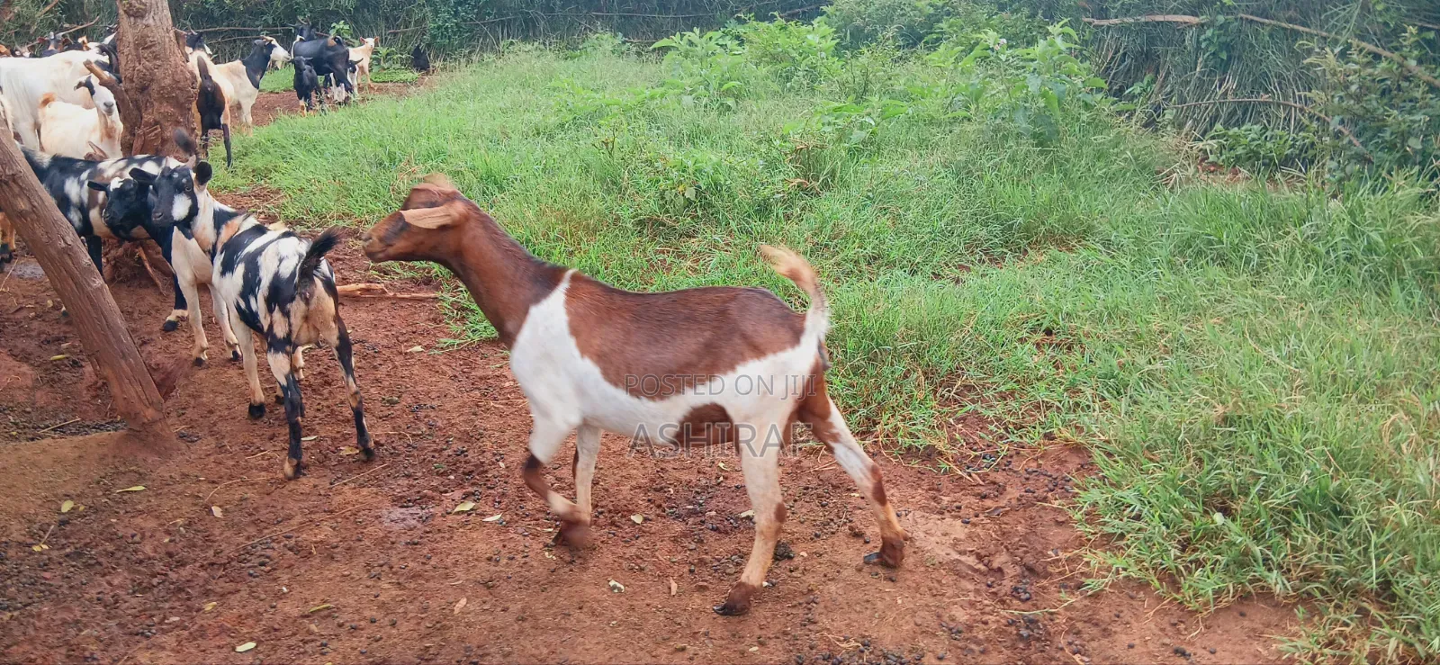 Healthy Mixed Breed Goats -Breeding Meat Purpose