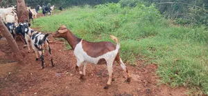 Healthy Mixed Breed Goats -Breeding Meat Purpose