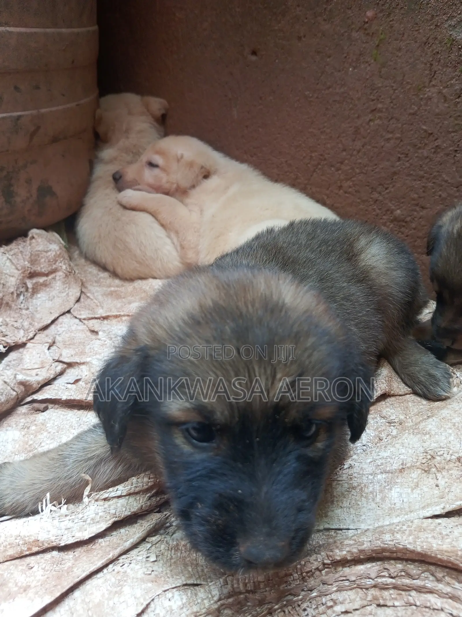 0-1 month Male Purebred German Shepherd