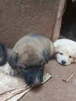 0-1 month Male Purebred German Shepherd