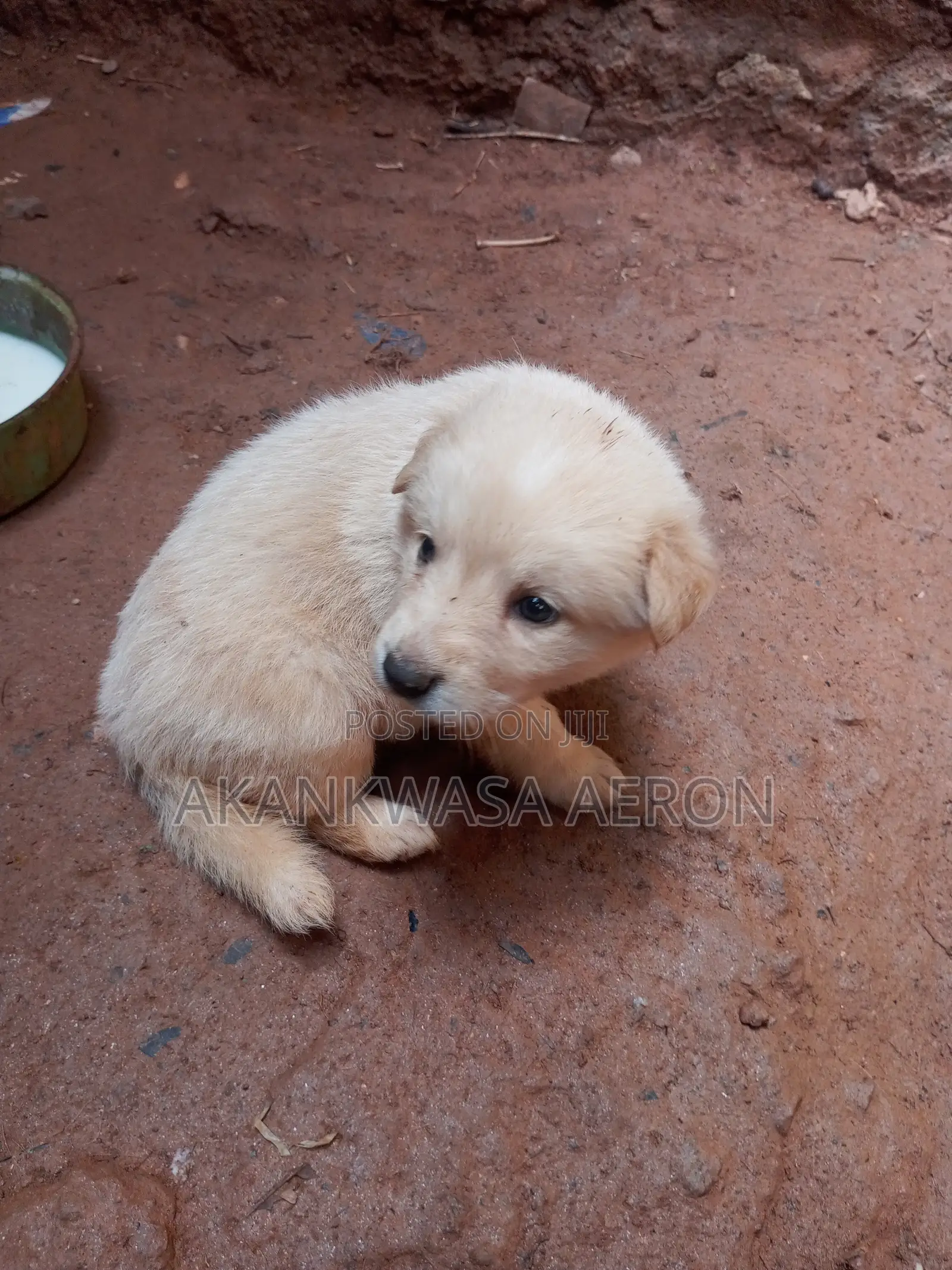 0-1 month Male Purebred German Shepherd