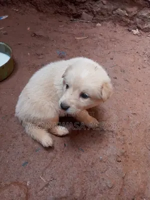 0-1 month Male Purebred German Shepherd