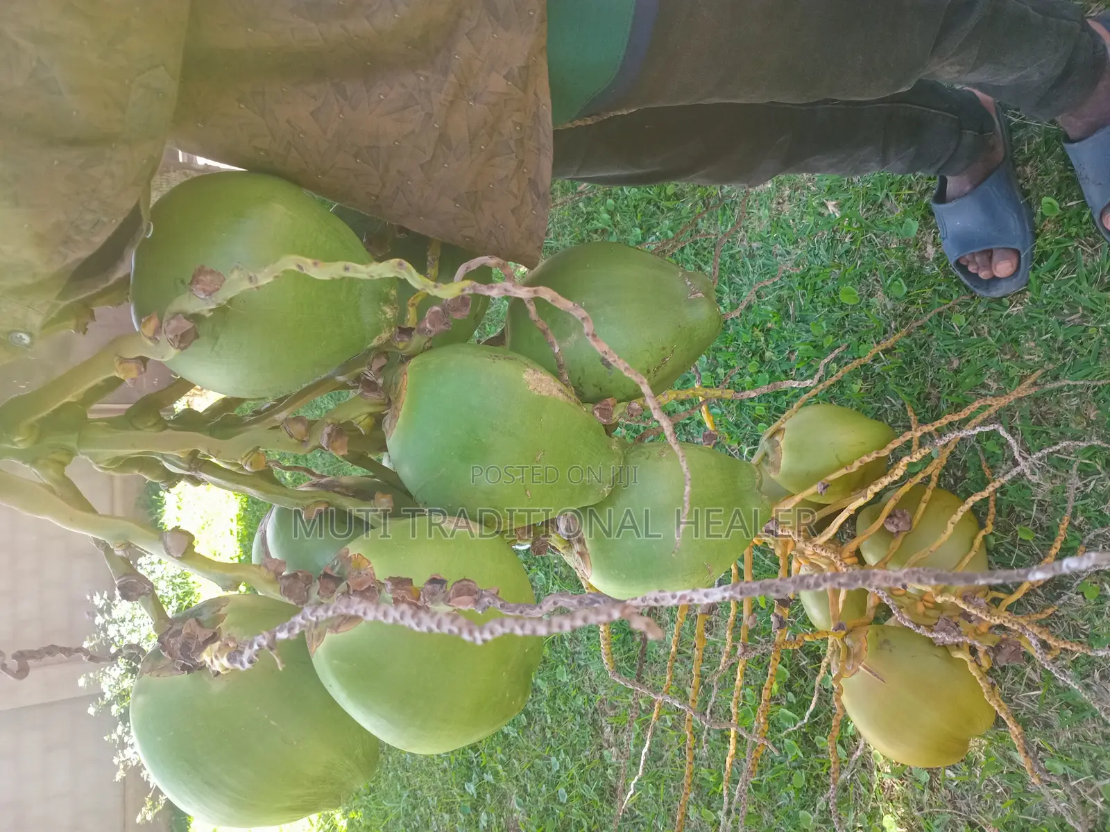 Coconut on Sale, Season to Season From 50 to 250 Per Week.