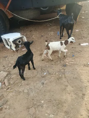 Mother Goat With 2 Kids for Sale