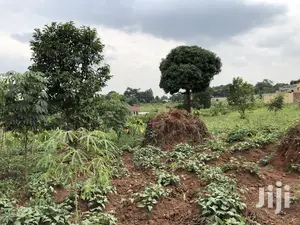 Kira Beautiful Plot Near the Main Road on Quick Sale