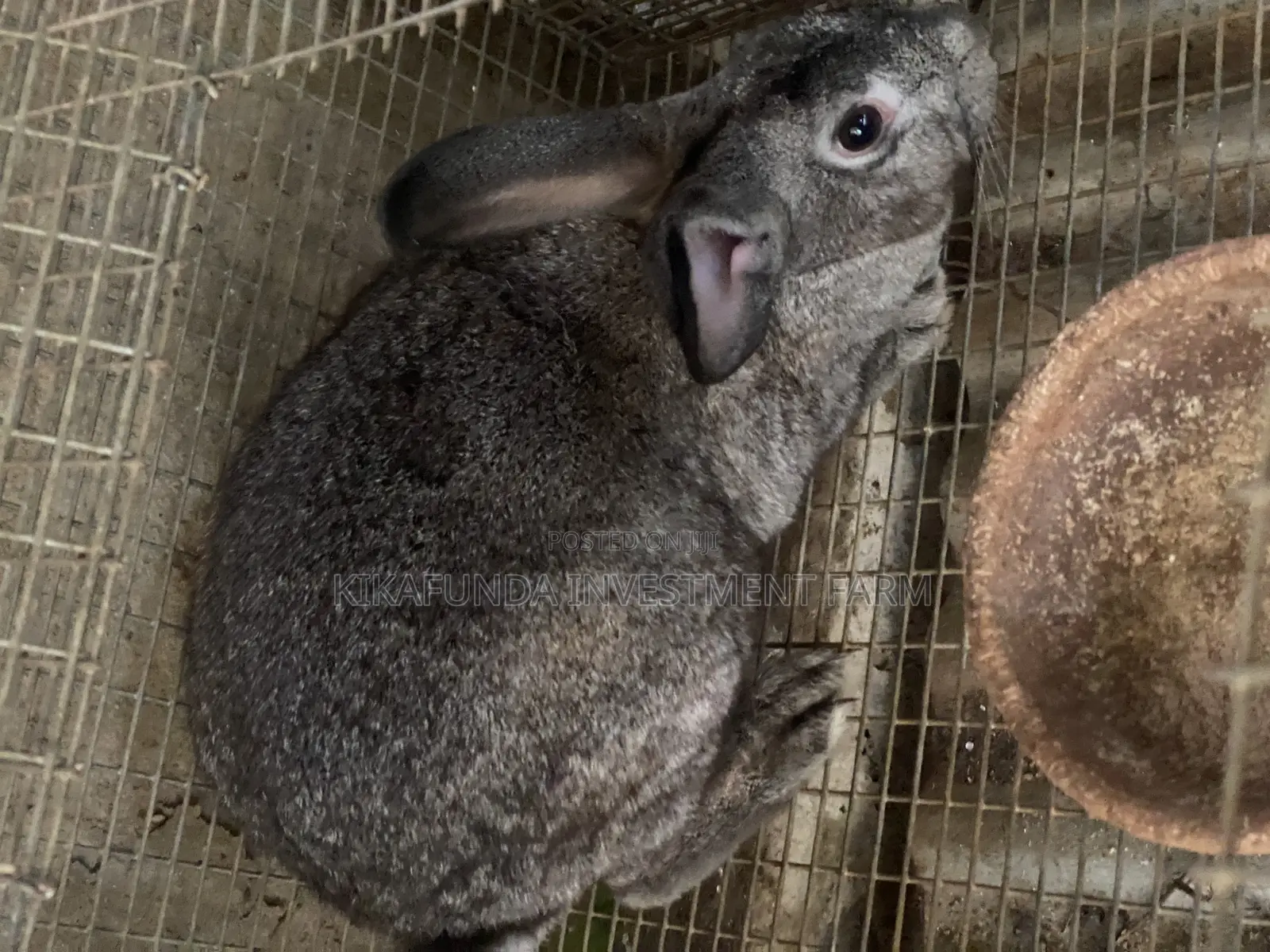 Pregnant Rabbits On Sale