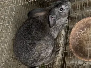 Pregnant Rabbits On Sale