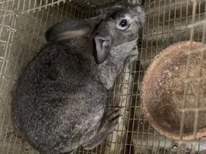 Pregnant Rabbits On Sale