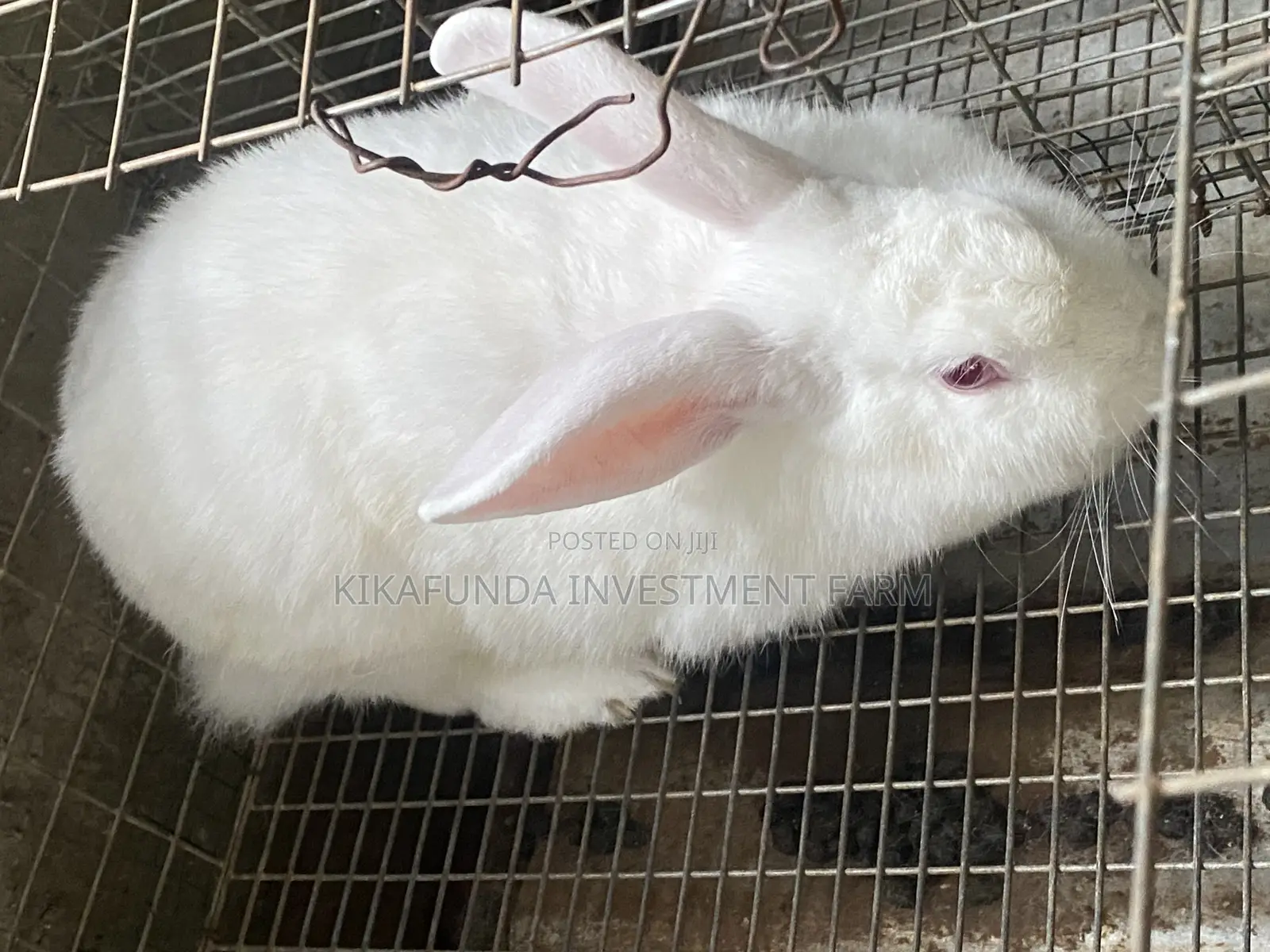 Pregnant Rabbits On Sale