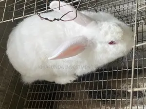 Pregnant Rabbits On Sale