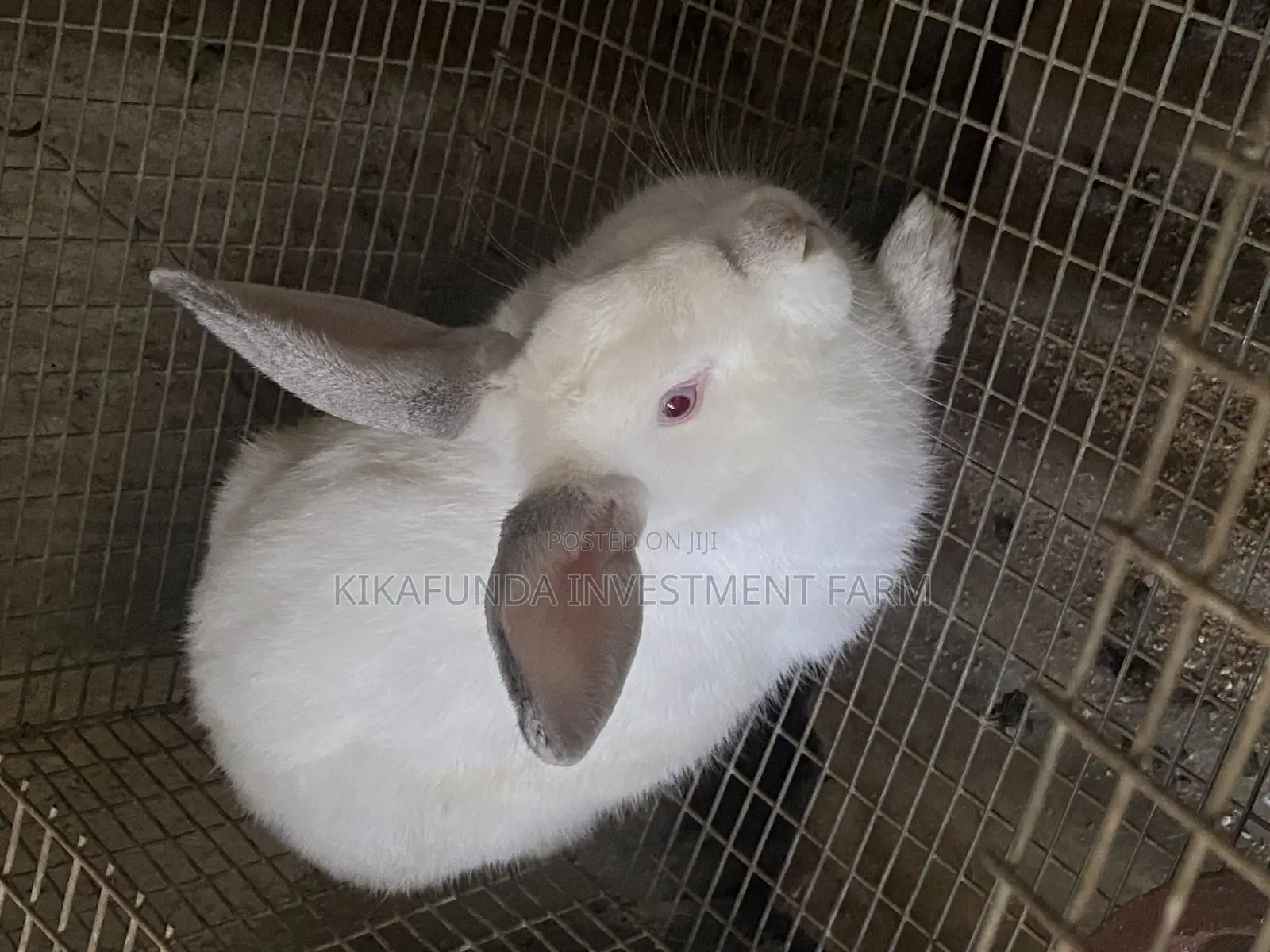 Pregnant Rabbits On Sale