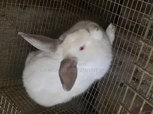 Pregnant Rabbits On Sale