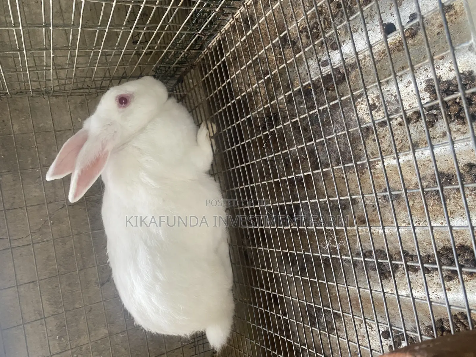 Pregnant Rabbits On Sale