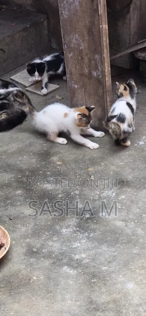 0-1 month Female Mixed Breed Exotic