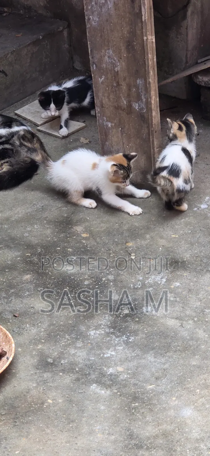0-1 month Female Mixed Breed Exotic