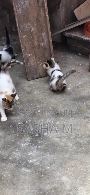 0-1 month Female Mixed Breed Exotic
