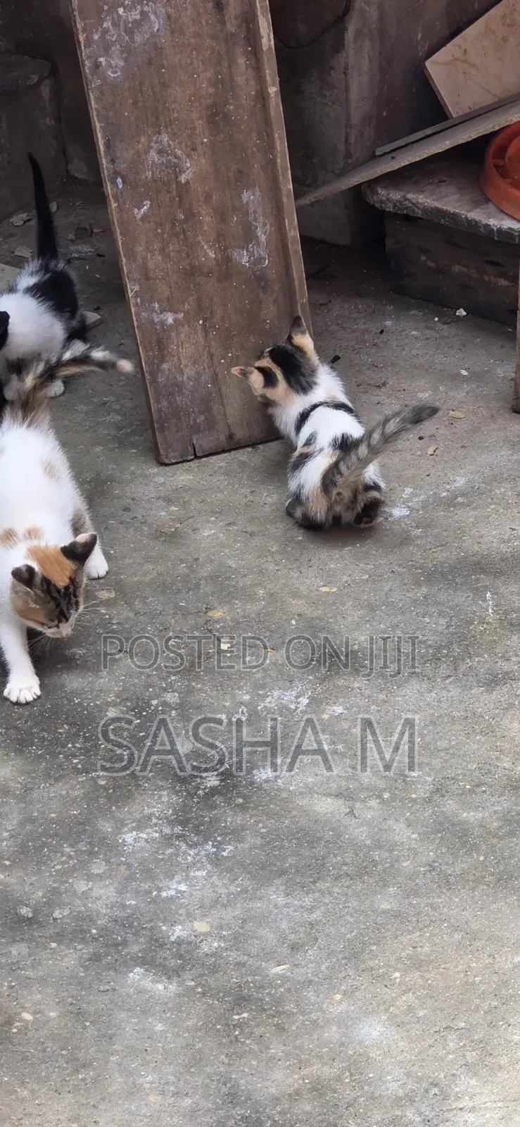 0-1 month Female Mixed Breed Exotic