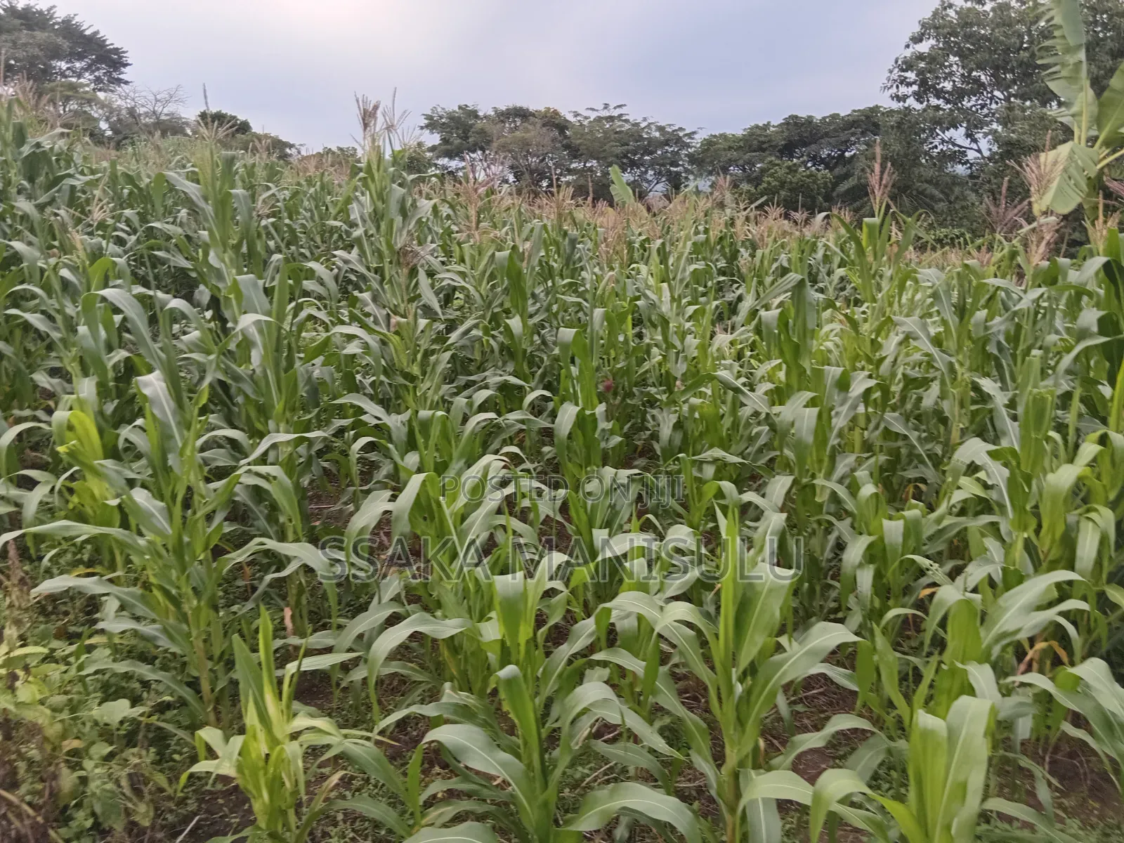 Half Acre of Land on Market